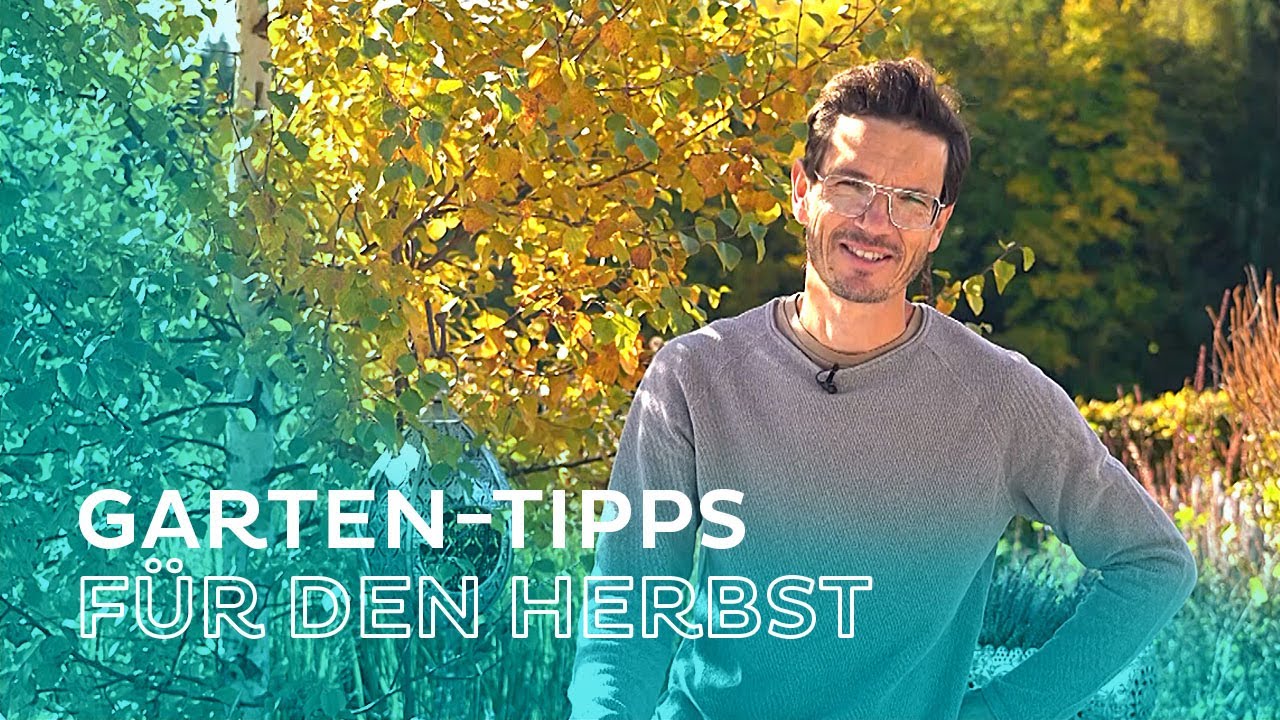 Bienen, Hummel, Schmetterling - Garten im Herbst - was ist zu tun? Tipps vom Naturgarten-Experten