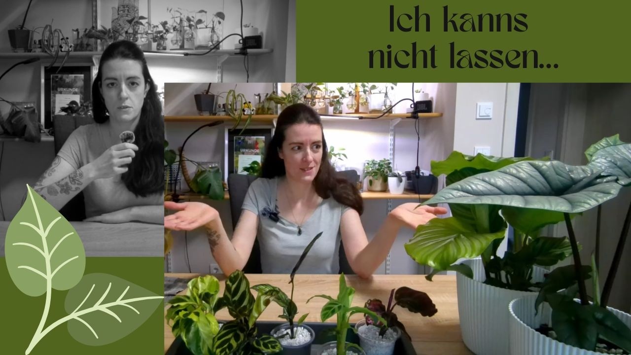 Neue Pflanzen im Februar...hab ich mir das verderben gekauft 😱?