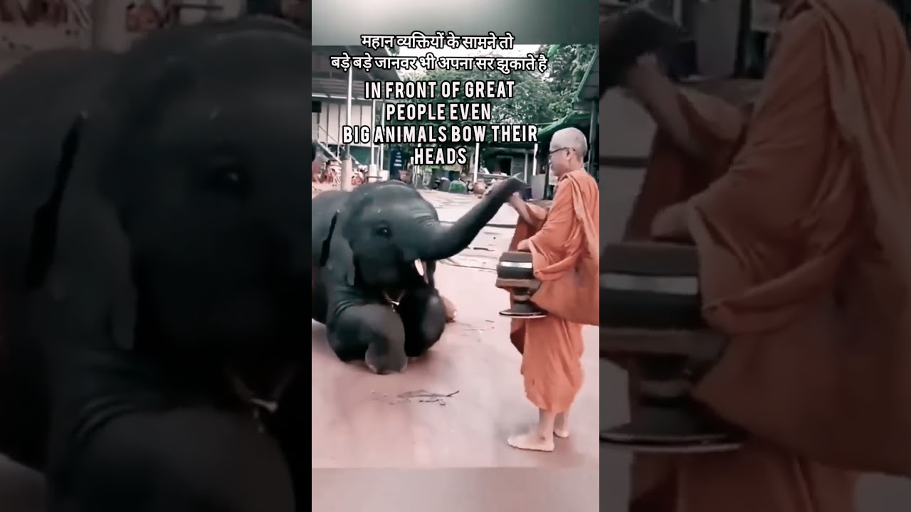 Elephant Video | Buddhist Monk leaving body| motivational| monk video|  Buddhist monk| quote #shorts