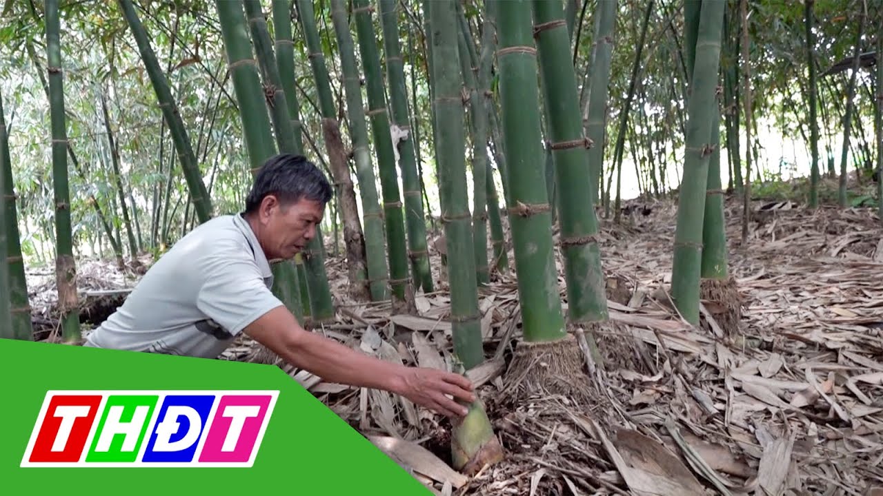 Hiệu quả trồng giống tre tứ quý | THDT