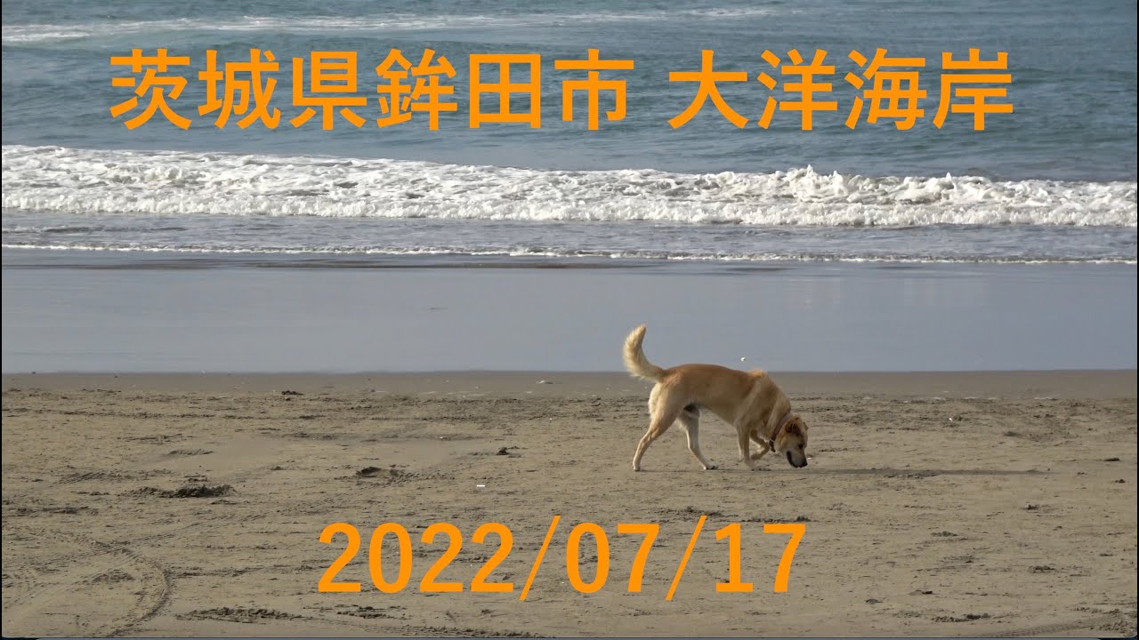大洋海岸、茨城県鉾田市 2022/07/17 サーファー、釣り人、犬、廃屋、夕陽と雲。4K SONY FDR-AX60