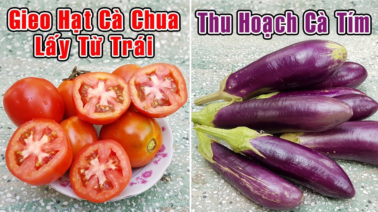 Gieo hạt cà chua lấy từ trái, cách ngắt ngọn cà chua và thu hoạch cà tím.
