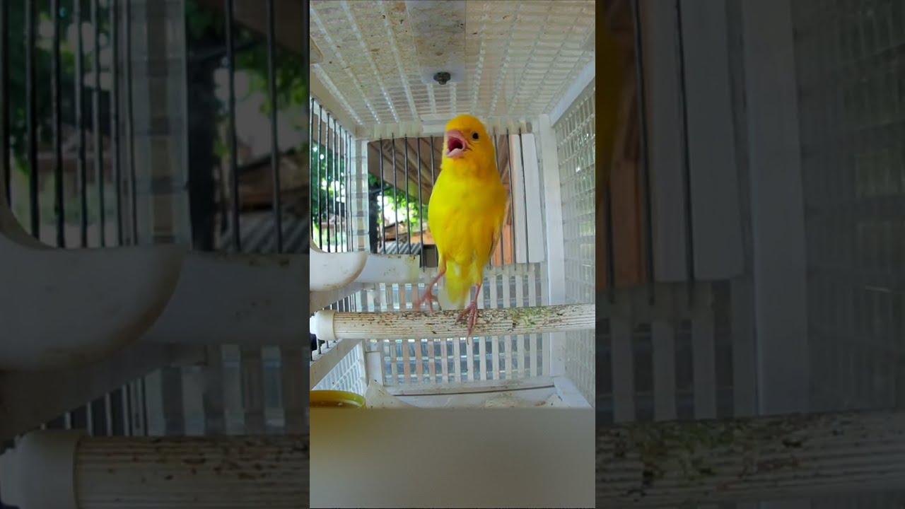 MY CANARY SINGING
