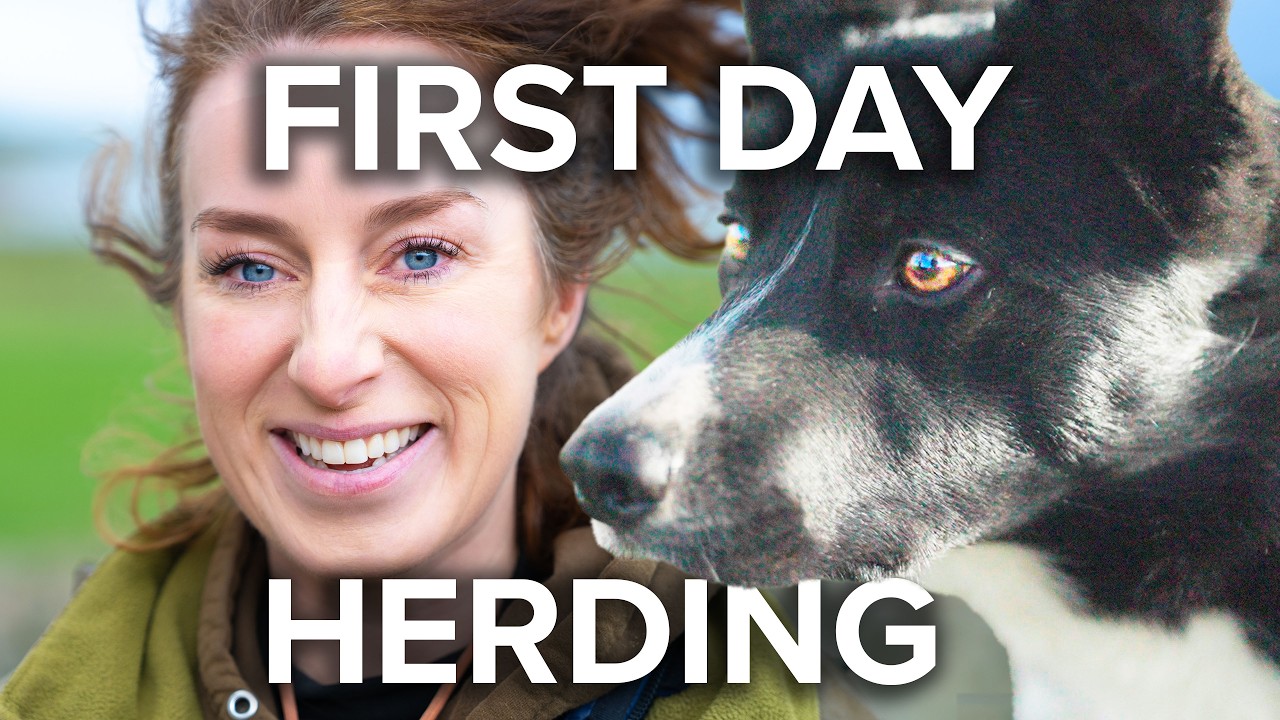 Crazy first day on the job for sheepdog | Working It – Episode 8