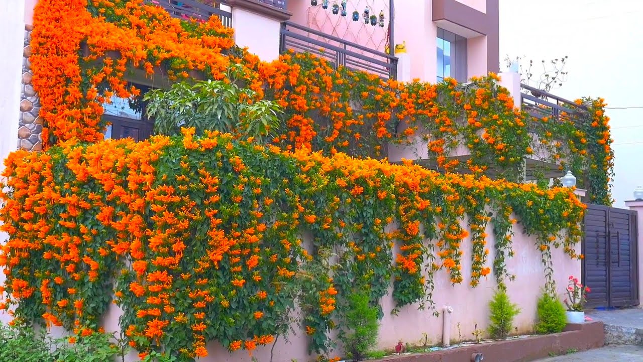 My Beautiful Orange Trumpet Vine 2022 | Flame vine | Golden Shower | Pyrostegia venusta | Begonia