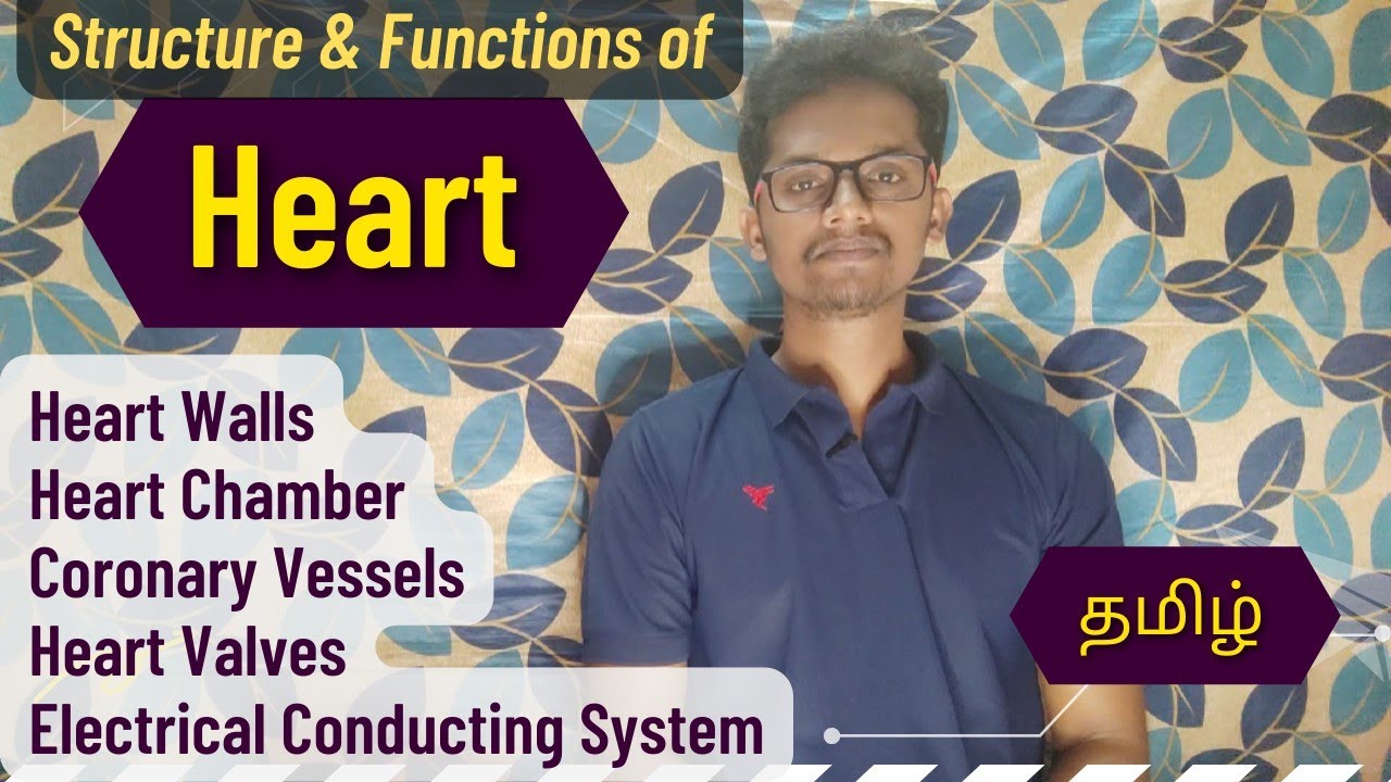 #19 Human Heart Anatomy and Physiology | தமிழில்