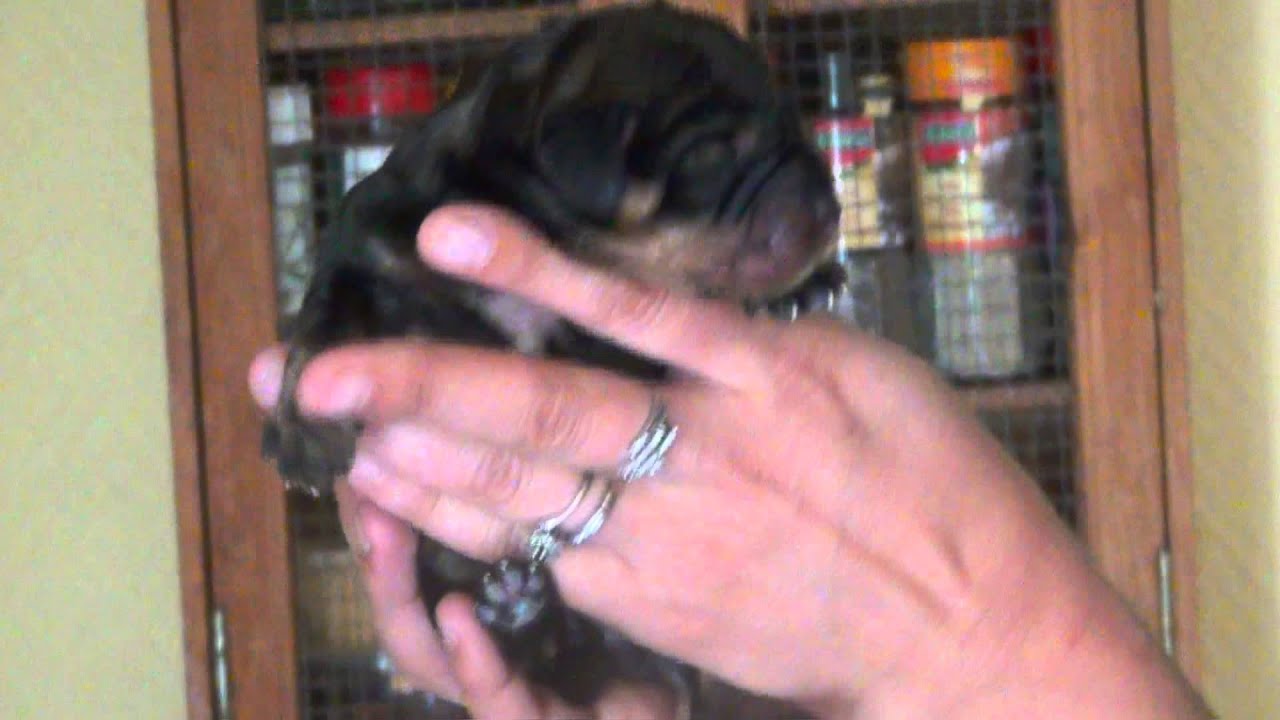 Teckel  Poil Dur Standard présentation 6 chiots puppies born on 12 June  2013