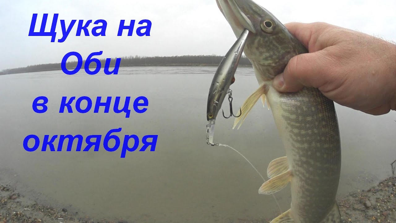 Спиннинг на Оби в конце октября