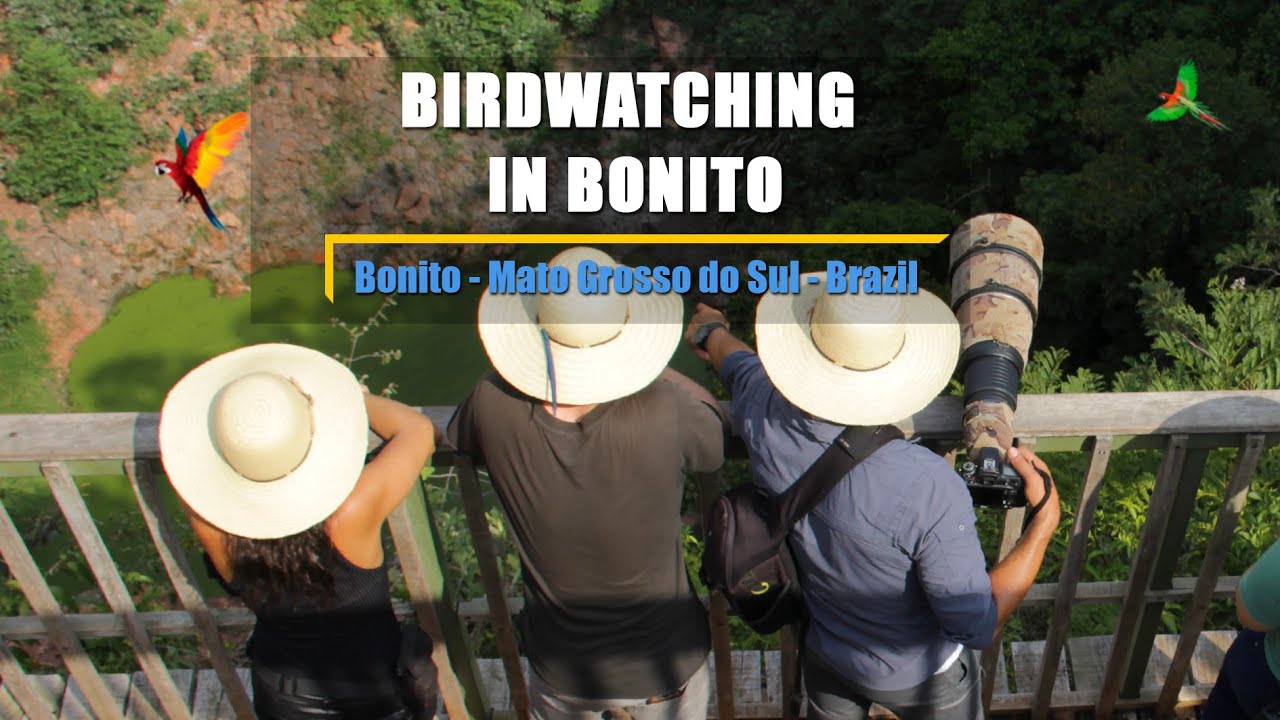 Birdwatching in Bonito, Brazil