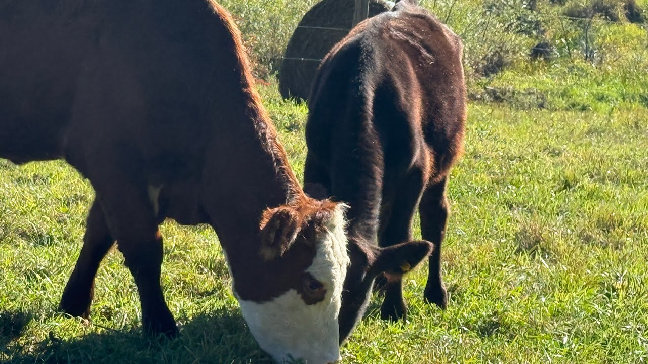 Is this the quickest way to regenerate pasture? 