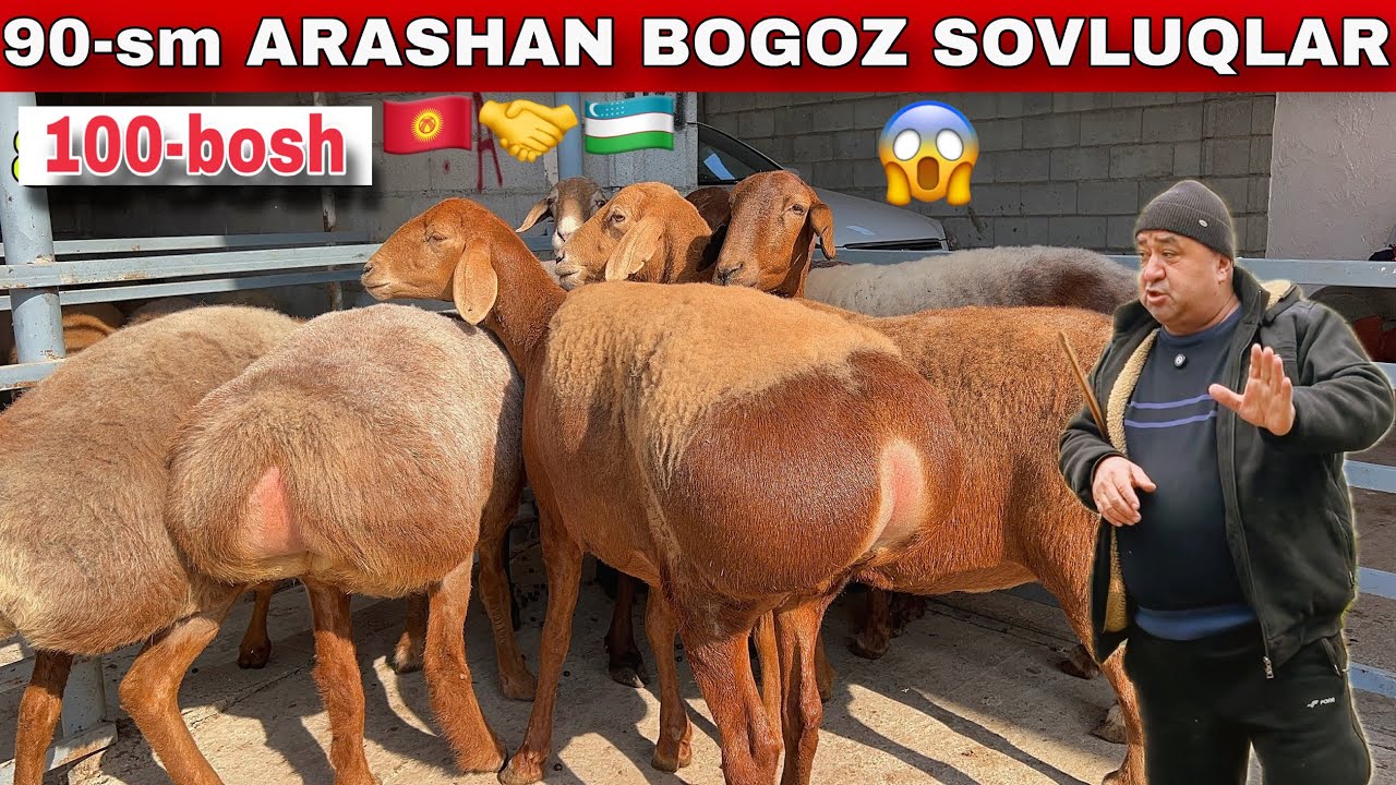 TURSINALI AKAGA 100-BOSH ARASHAN BOG‘OZ QOYLAR🇰🇬 90-SM 😱