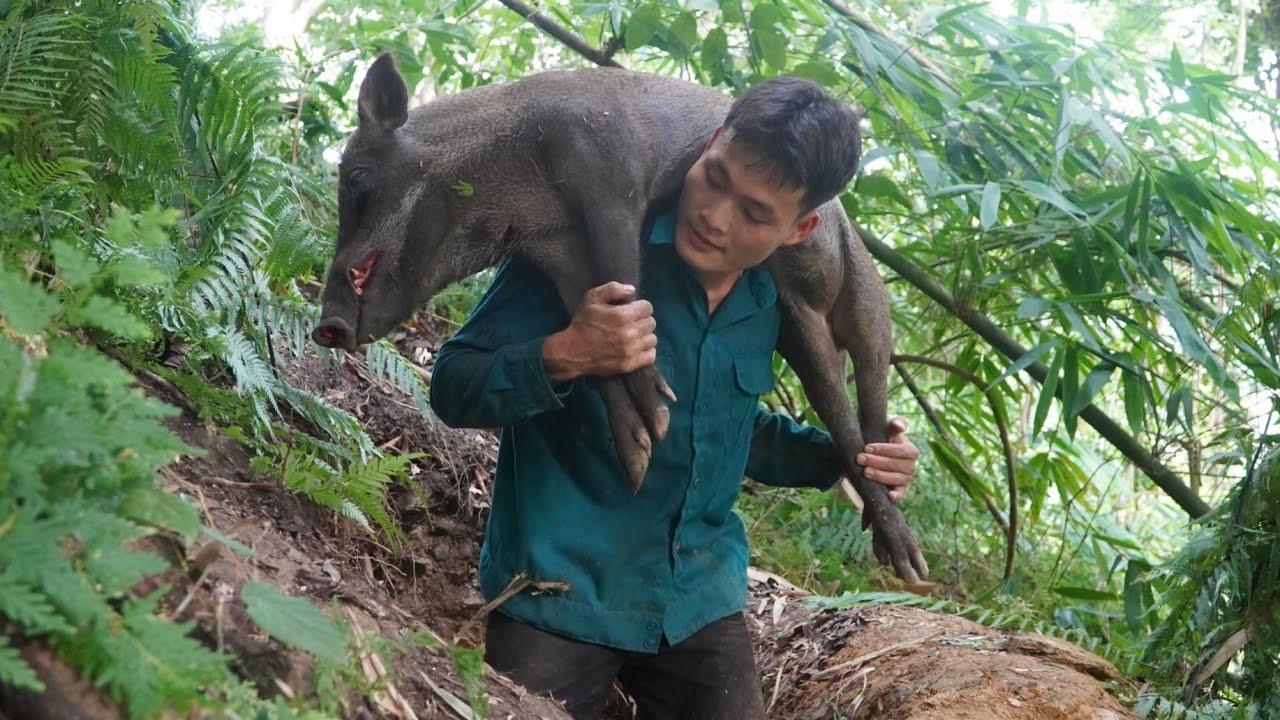 Wild boar trapping, smoked pork, harvesting mulberries