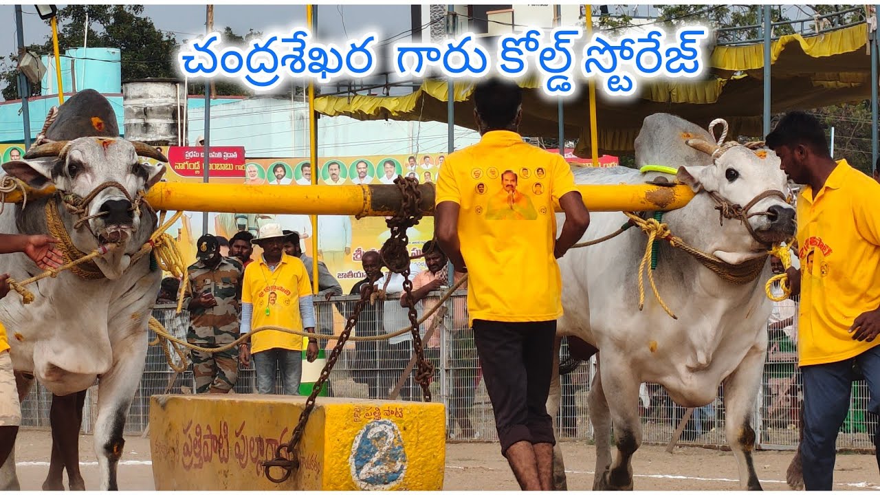 చిలకలూరిపేట గ్రామం  జూనియర్ విభాగం 7వ జత  💥చంద్రశేఖర కోల్డ్ స్టోరేజ్ లింగాయపాలెం గుంటూరు జిల్లా