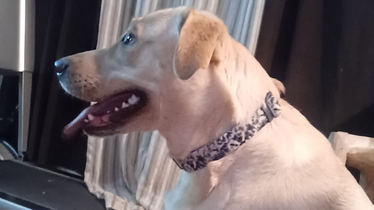 Fun Tip On How To Comfort Female Labrador in Heat @mjaydog1983 #lovemydog #labrador#heat #femaledog