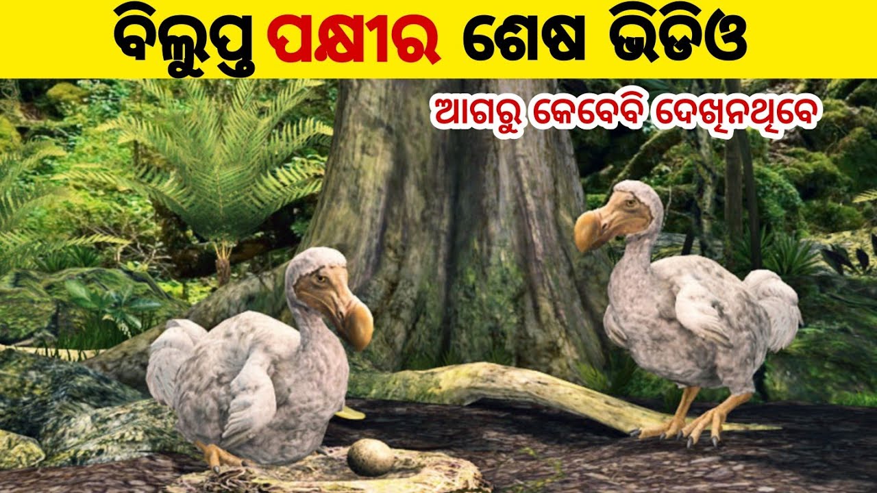 ବିଲୁପ୍ତ ହୋଇଯାଇଥିବା ଡୋଡୋ ପକ୍ଷୀର କରୁଣ କାହାଣୀ | Heart Touching Story Of Extinct Dodo Bird |