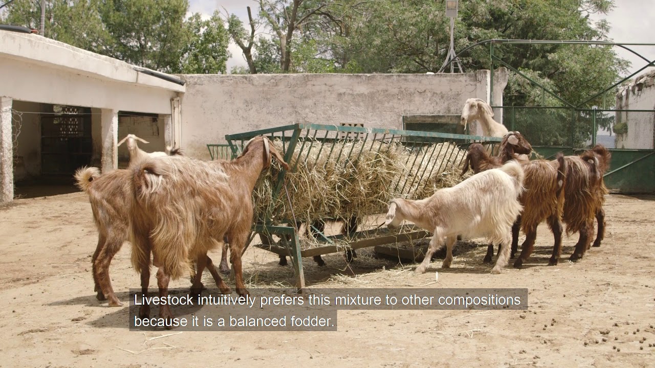 A Tunisian Farmer’s Perspective on Sustainable Integration of Crop and Livestock