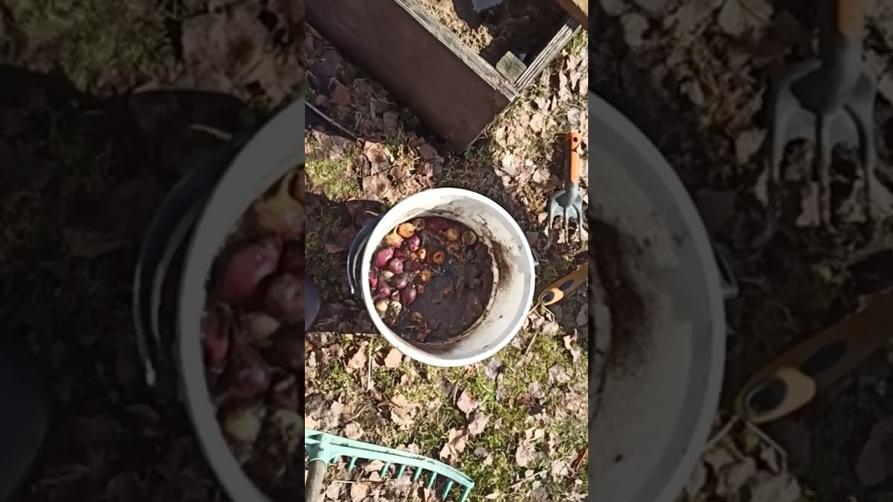 Sipulin istutusta rikkaruohoilta suojaan. Remonttipaperi avuksi