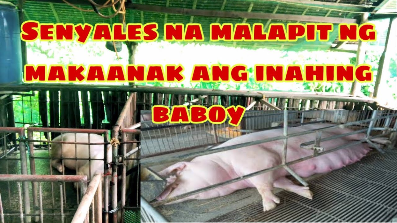 Ano mga senyales na malapit ng manganak ang inahing baboy | Ryan Patenio