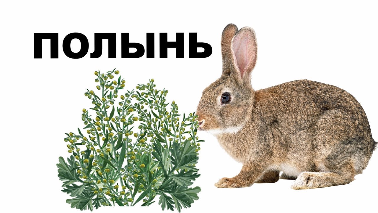 Можно ли кроликам полынь. Кролиководство