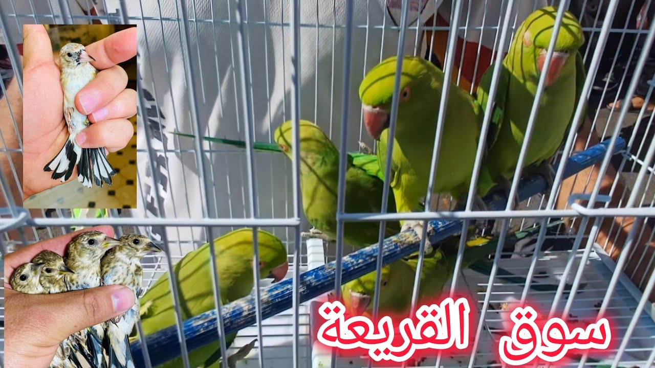 سوق القريعة للطيور و الأحد 22/09/2024🇲🇦أجي نتولعو نتعرفو على ثمن مختلف الطيور منها المغردة والزينة