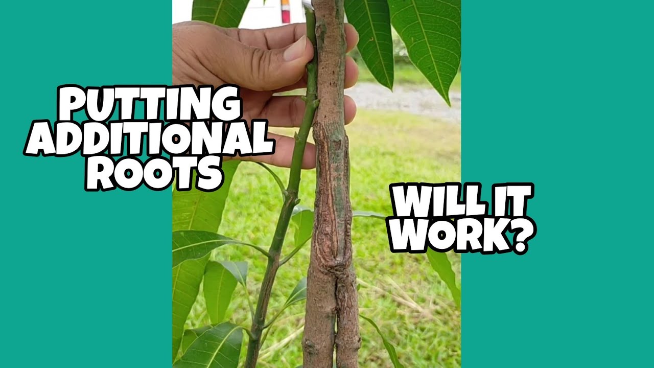 HOW I PUT THE THIRD ROOTSTOCK ON THIS GOLDEN QUEEN MANGO. HOW TO GRAFT MANGO?