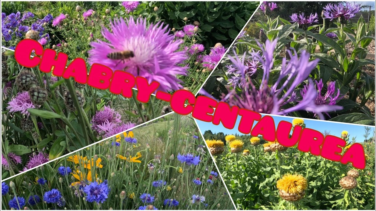 6 gatunków chabrów - Centaurea, odporne rośliny na suszę  do ogrodu, uprawa i charakterystyka.