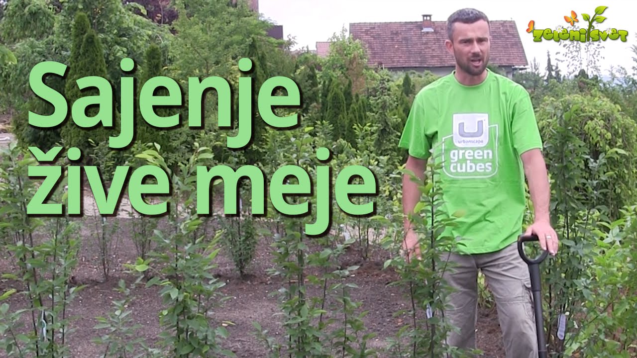 Sajenje žive meje