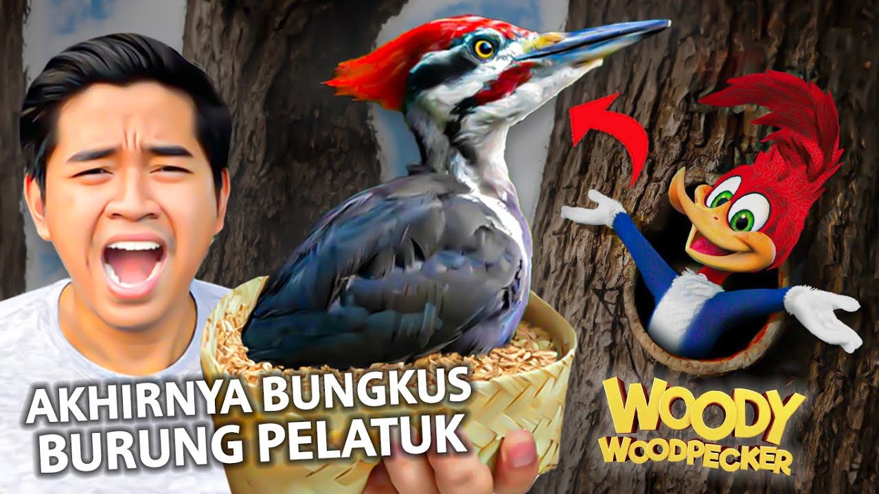 BELI BURUNG PELATUK WOODY WOODPECKER PALING UNIK!