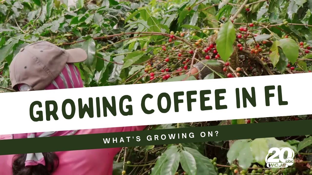 What&rsquo;s Growing On?: UF tries growing coffee in the Sunshine State
