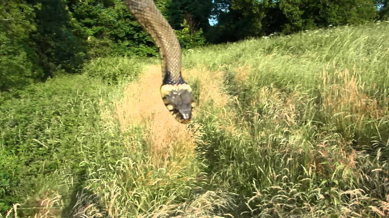 Grass Snake (Natrix natrix) - 3 foot-ish