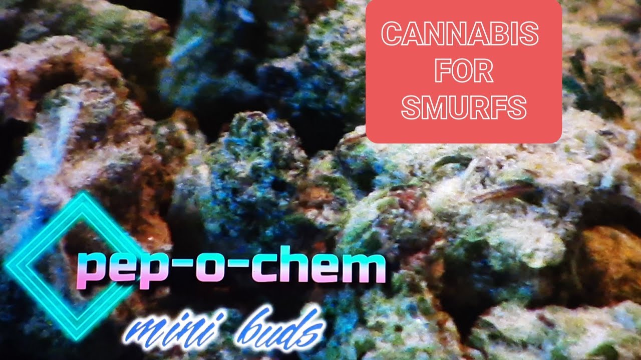 AND SHINE PEP-O-CHEM STRAIN REVIEW