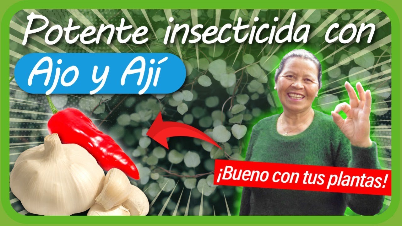 Cómo hacer un INSECTICIDA CASERO para plantas con AJO Y AJÍ SUPER EFECTIVO Moscas, áfidos, minadores