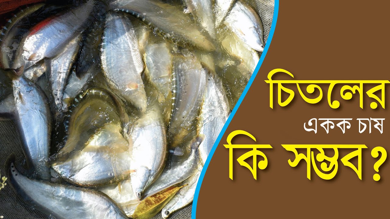 চিতল মাছের একক চাষ কি সম্ভব?#Balaram_Mahalder