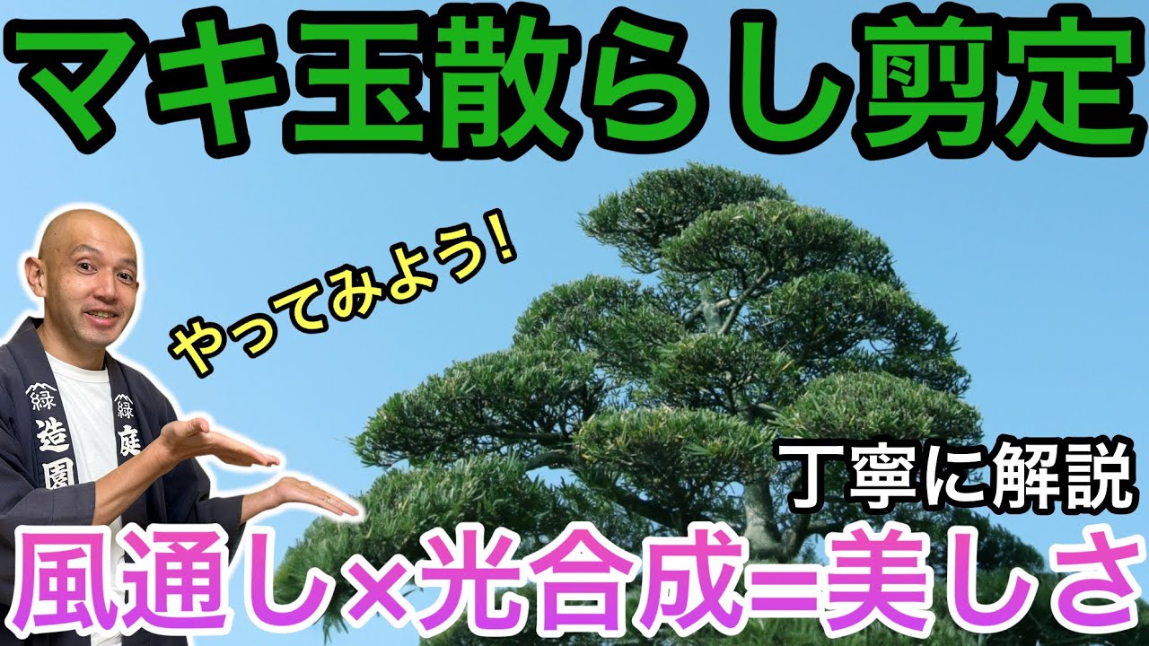 【失敗しないマキ剪定】庭師が教える玉散らし剪定の順番と考え方