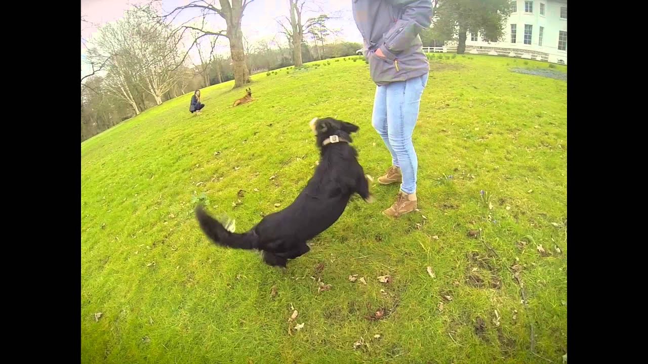 Border Collie vs Belgian Malinois- Temperament Dogs!