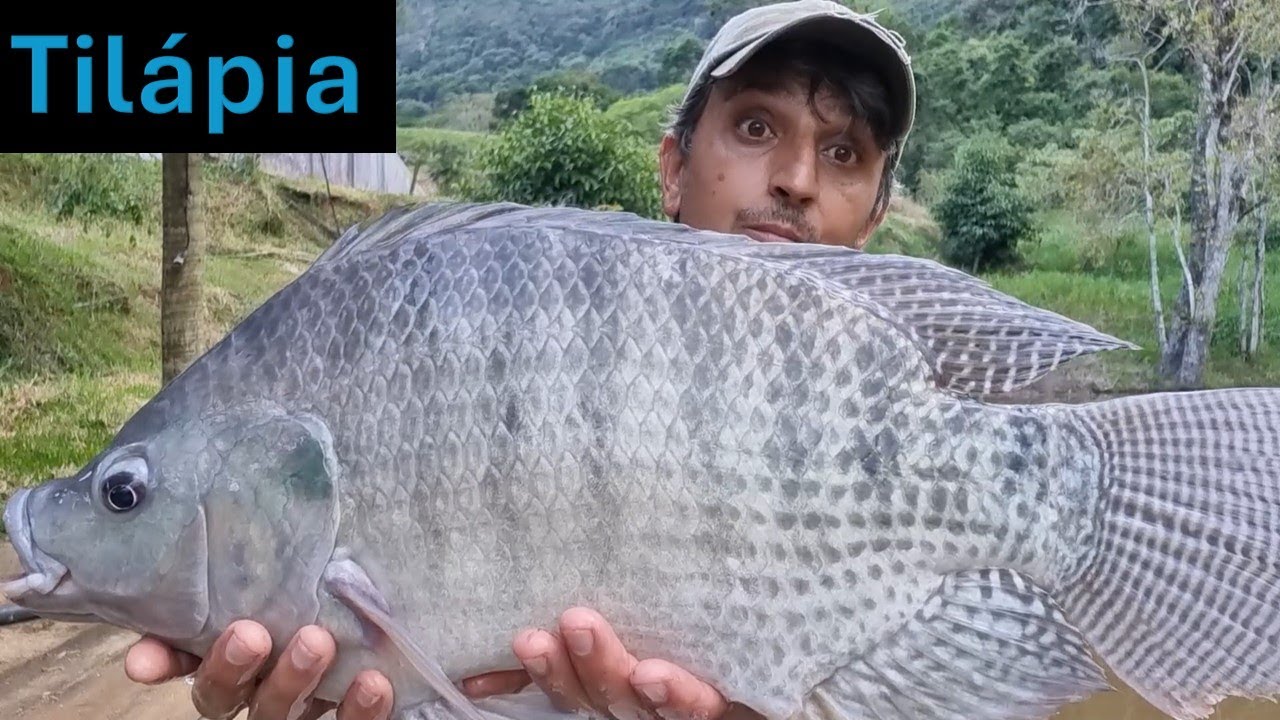 Uso de tranquilizante em Tilápias???