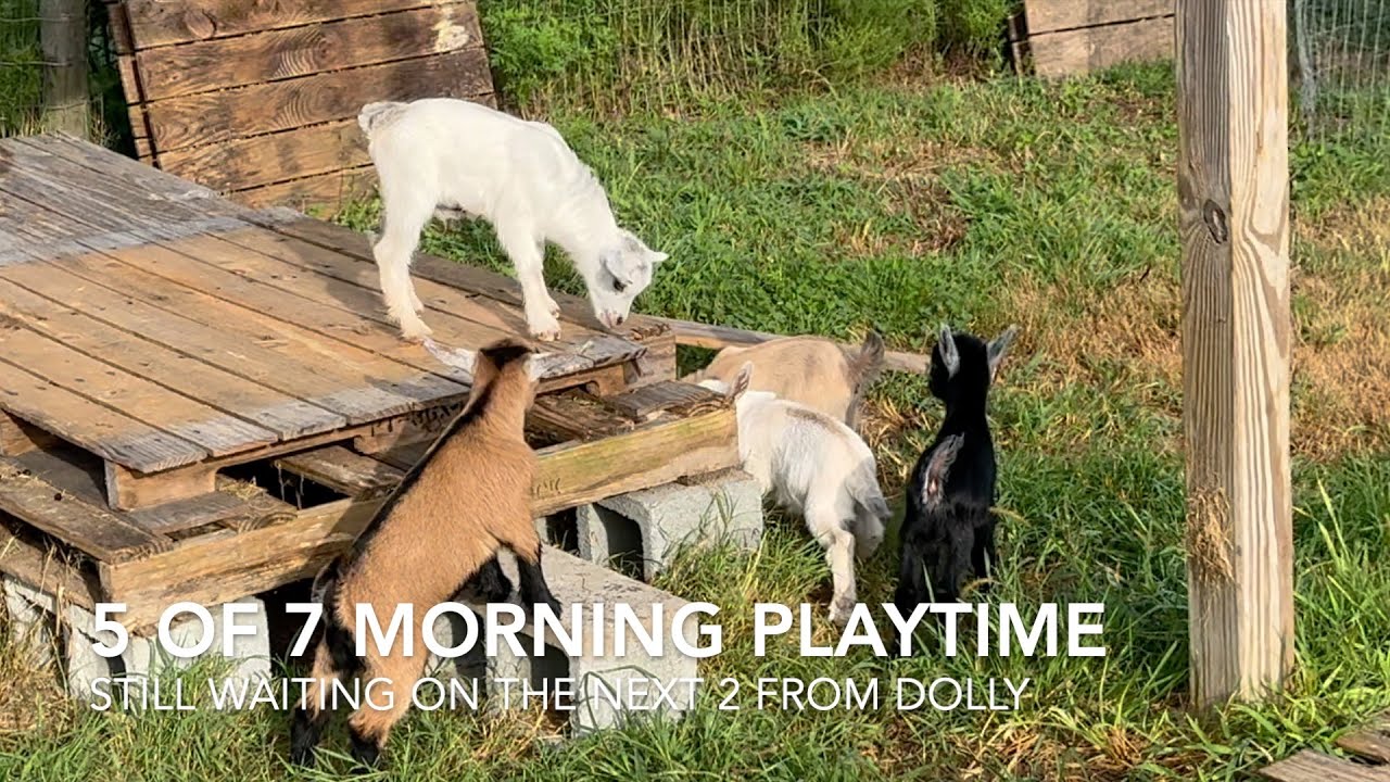 Morning Playtime - update on the first 5