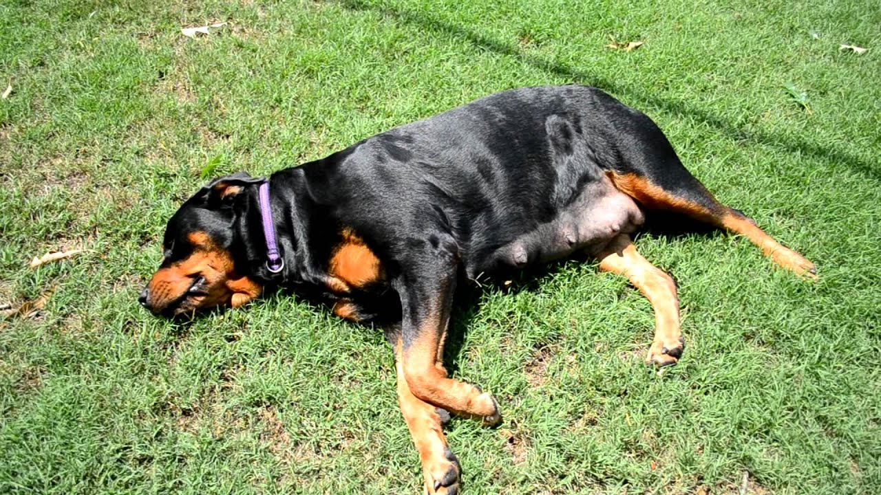 Zena-rottweiler 8 week Pregnancy 2012