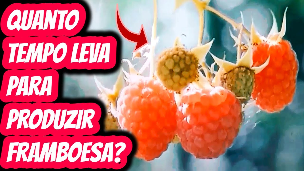 Quanto tempo demora para pé de framboesa produzir frutos? Quantos meses ou anos para frutificação?