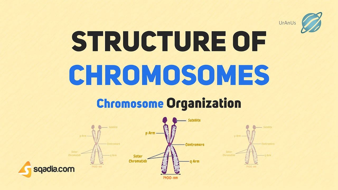 Chromosome Structure | Structure of Chromosomes