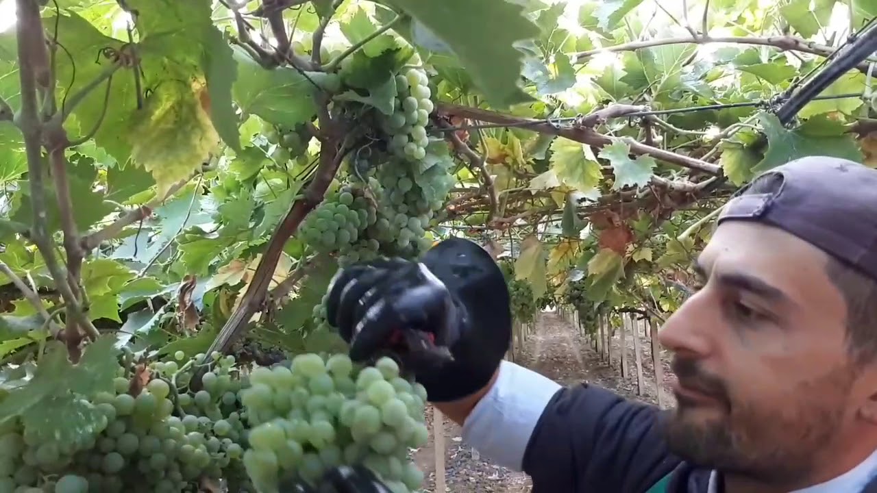 Vendemmia 2019 - trebbiano abruzzese