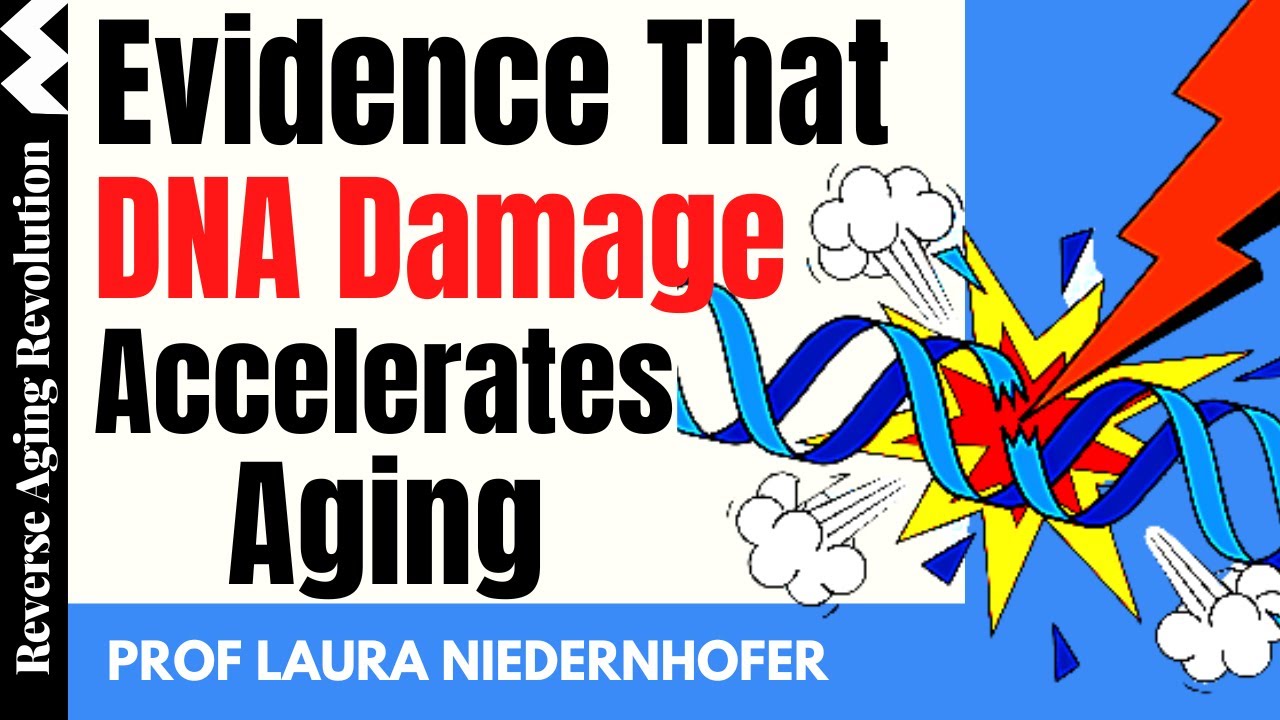 EVIDENCE That DNA Damage Accelerates Aging | Prof Laura Niedernhofer Interview Clips