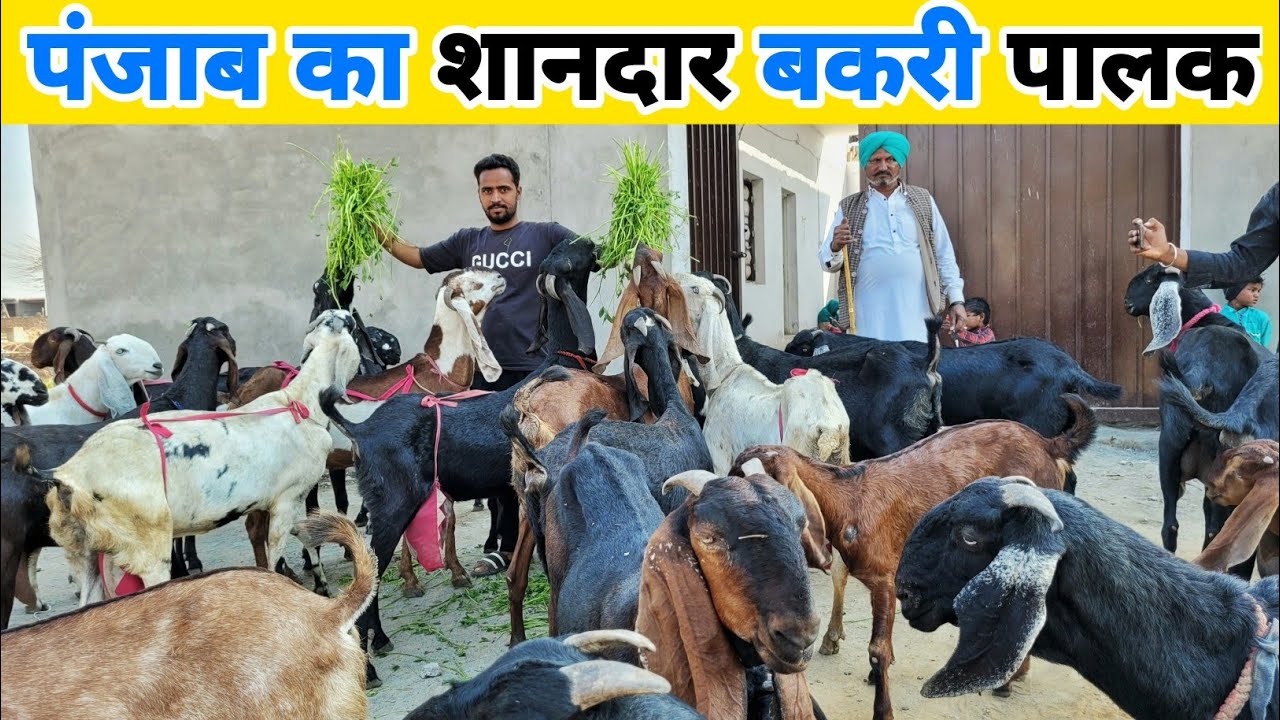 बकरी पालन से लाखों कामता युवा | Successful goat farming business