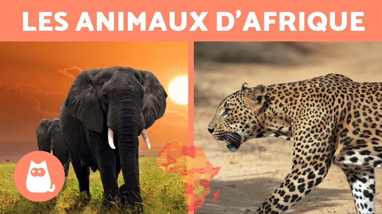 Les animaux d'Afrique - 10 ANIMAUX SAUVAGES de la savane africaine