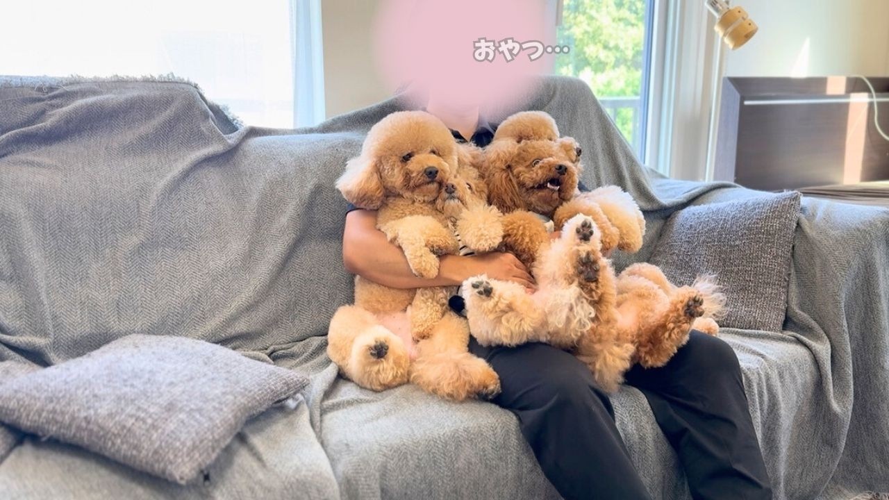 この状態で魔法の言葉を唱えるともちろんこうなります【多頭飼い】
