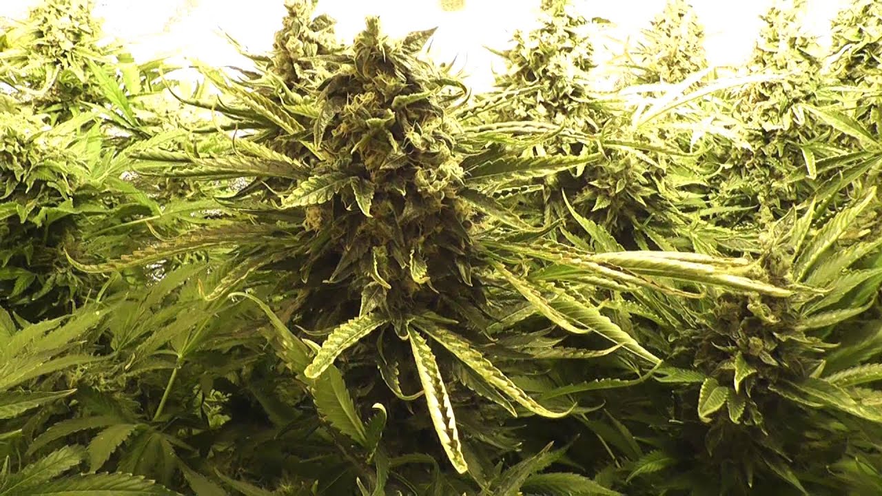 PART 8...3 DAY VEG!!...Blueberry Skunk, Aeroponic tent grow, Week 8 of flowering