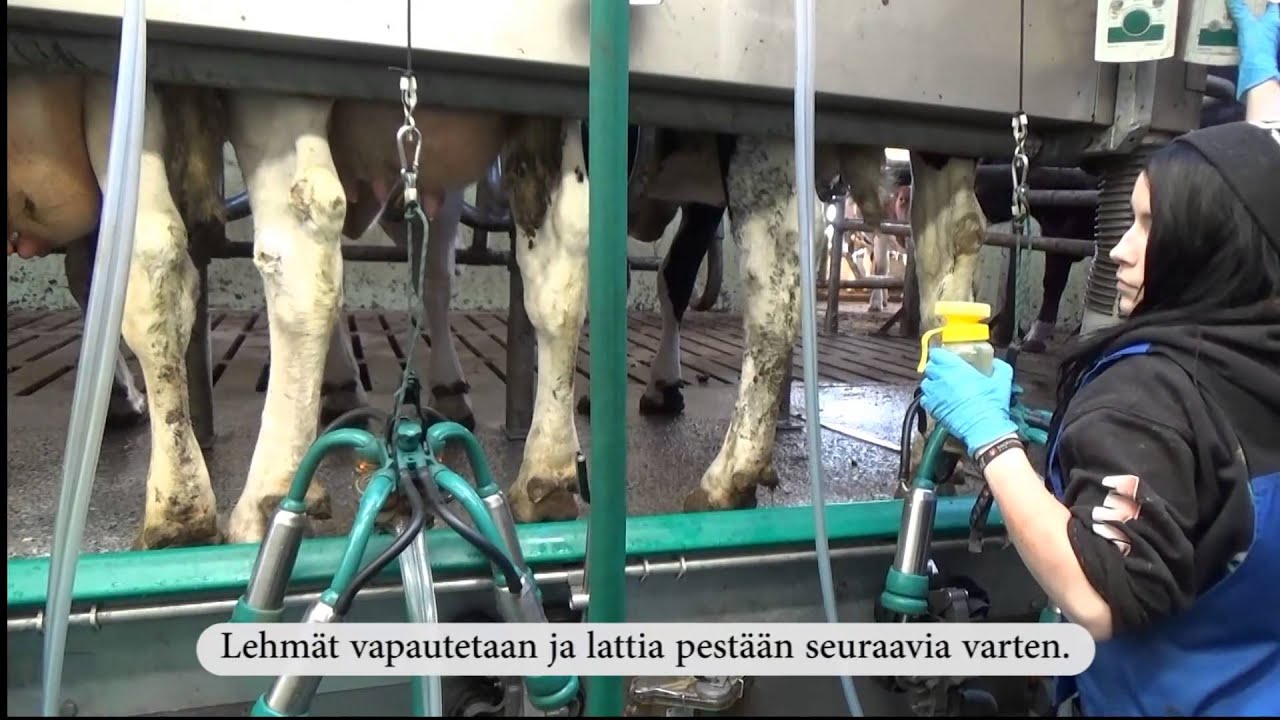 Iltalypsy ja pihaton kuivitus