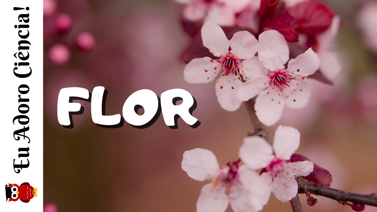 Flor: Estrutura de Reprodução das Angiospermas (Reino Metaphyta)