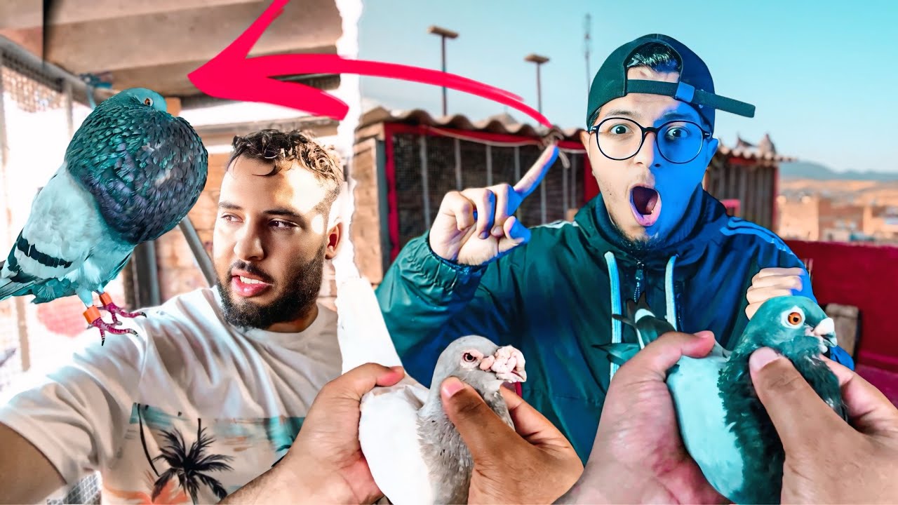 سبحان الله دكر حمام نفاخ لي هرب لي شوف مشى 🤔 توليعة عند الأخ يوسف ❤️