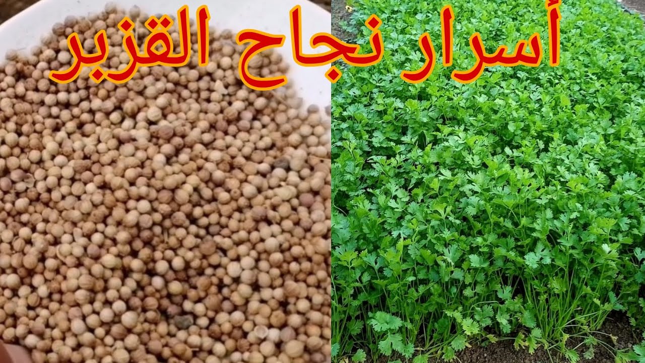 زراعة القزبر في حديقة المنزل قبل قدوم رمضان المبارك